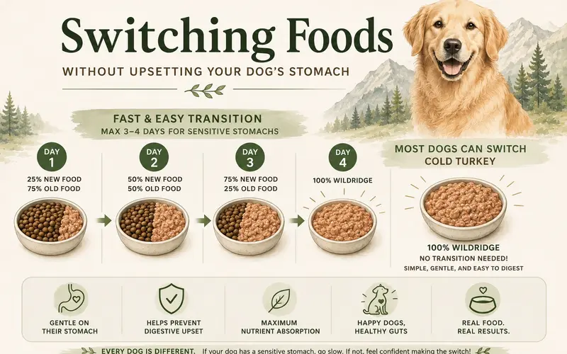A four-day guide to switching a dog's food